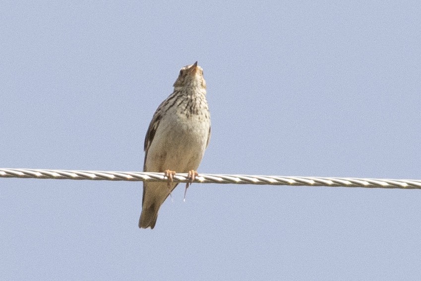 Wood Lark - ML455861201