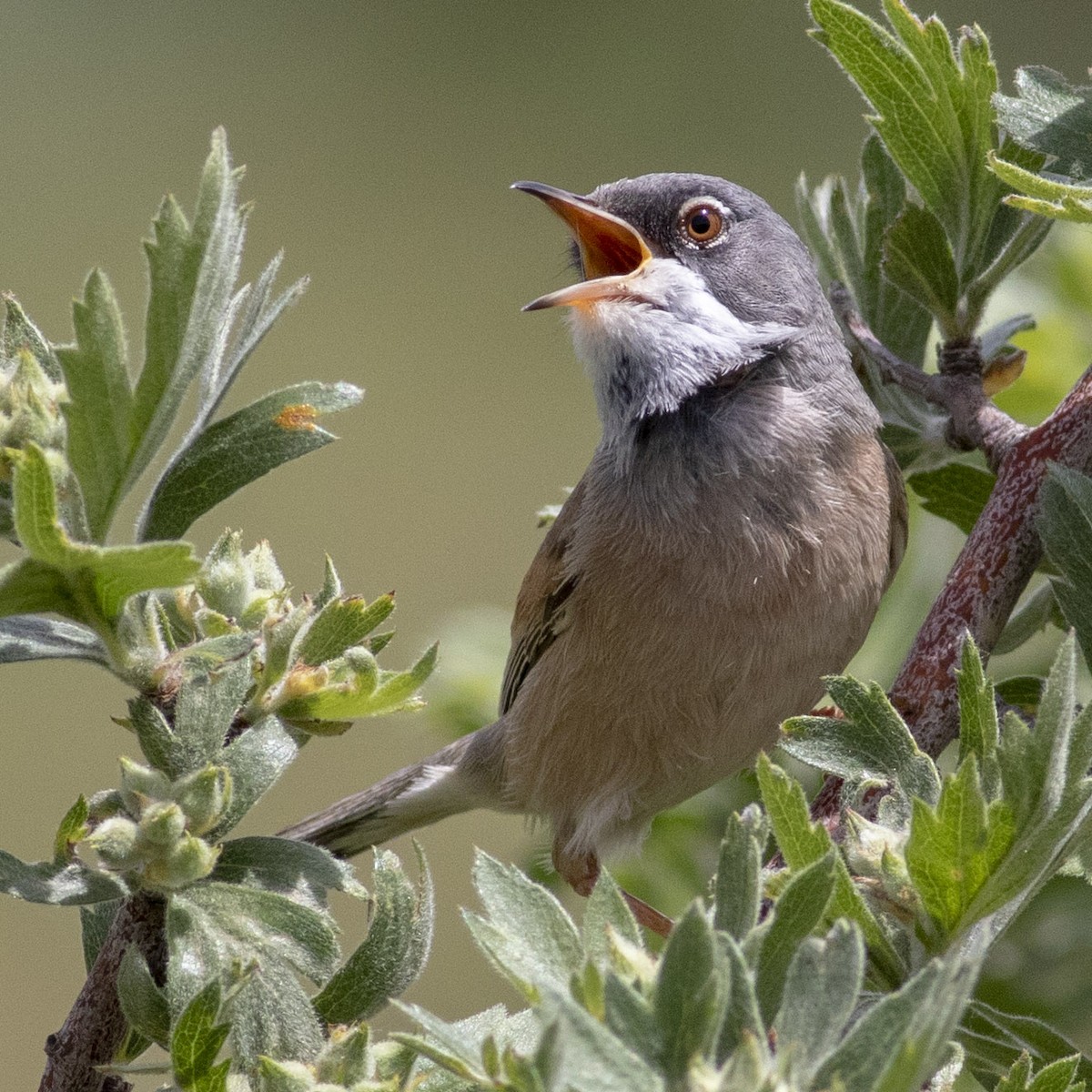 Spectacled Warbler - ML455861241