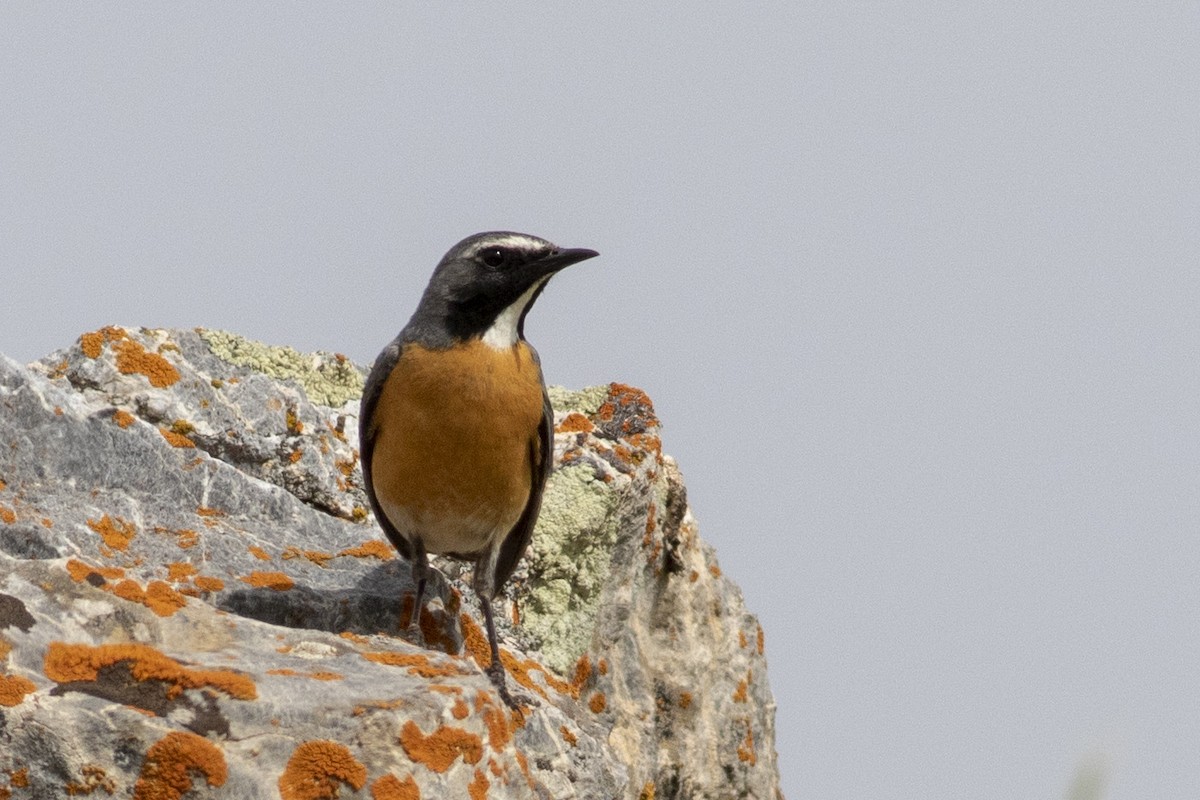 White-throated Robin - ML455861261