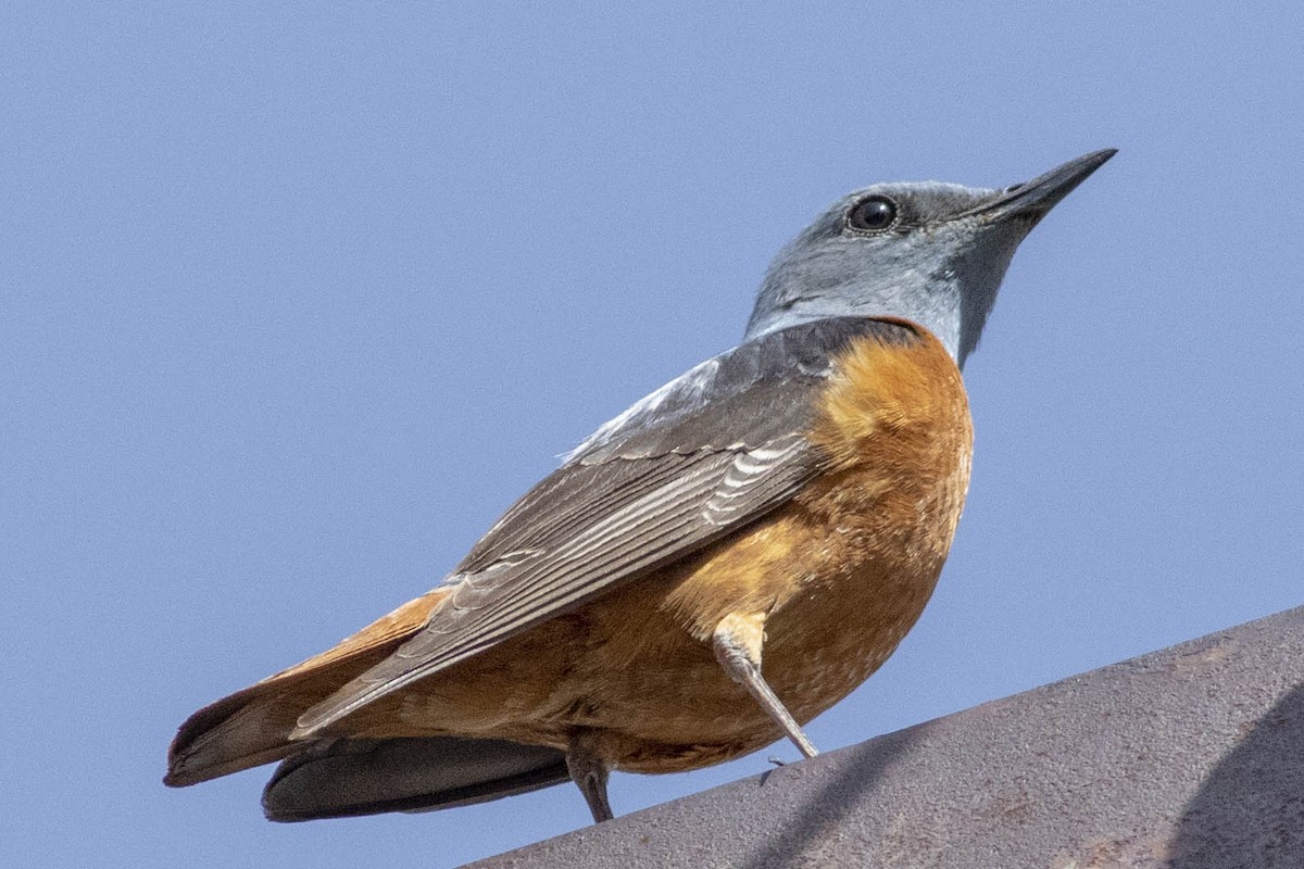 Rufous-tailed Rock-Thrush - ML455861281