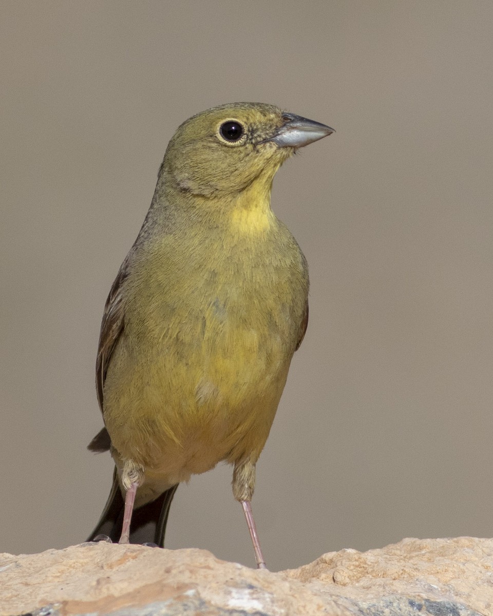 Cinereous Bunting - ML455861341