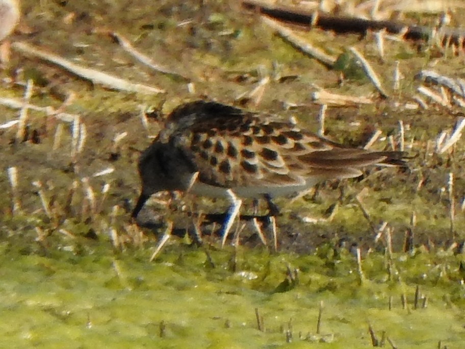 Bairdstrandläufer - ML455861961