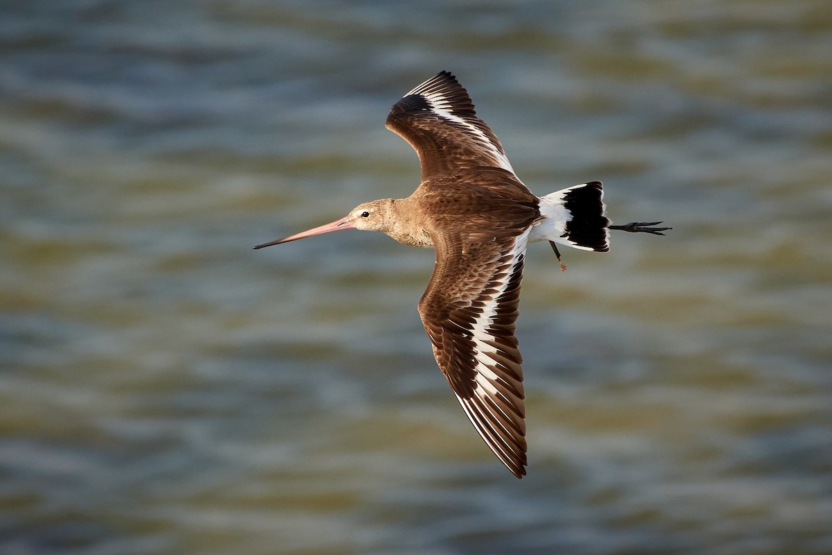 Black-tailed Godwit - ML455862111