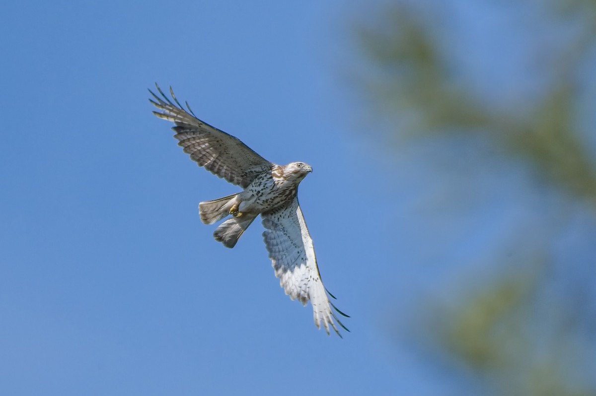 Broad-winged Hawk - Calvin S