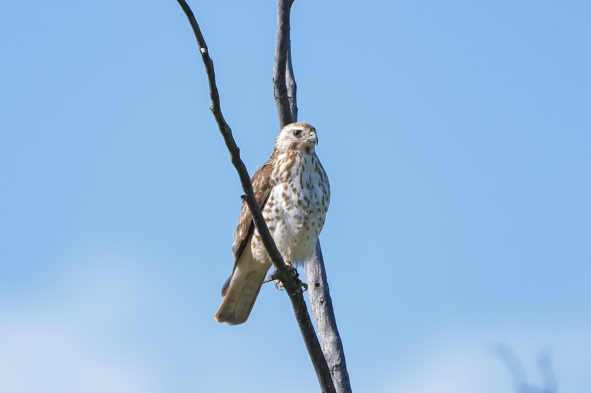 Broad-winged Hawk - Calvin S