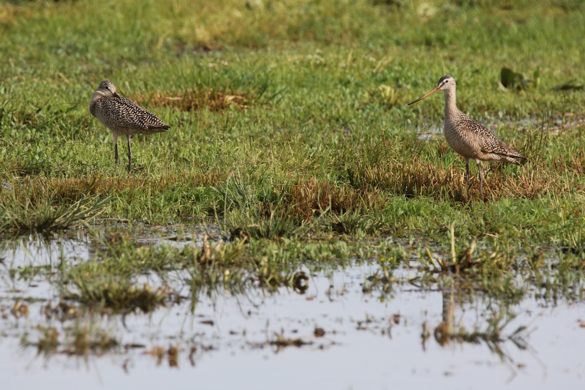 Marbled Godwit - Brad Carlson