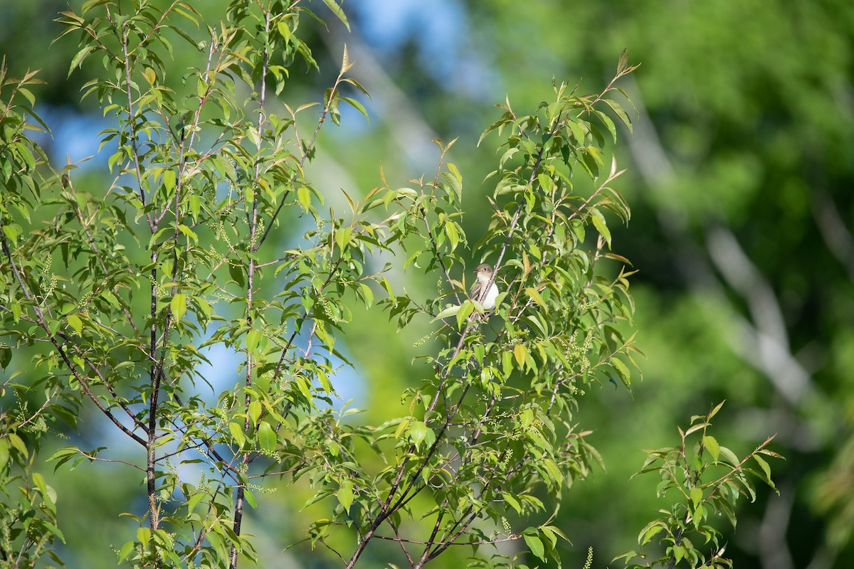 Alder Flycatcher - ML455864501