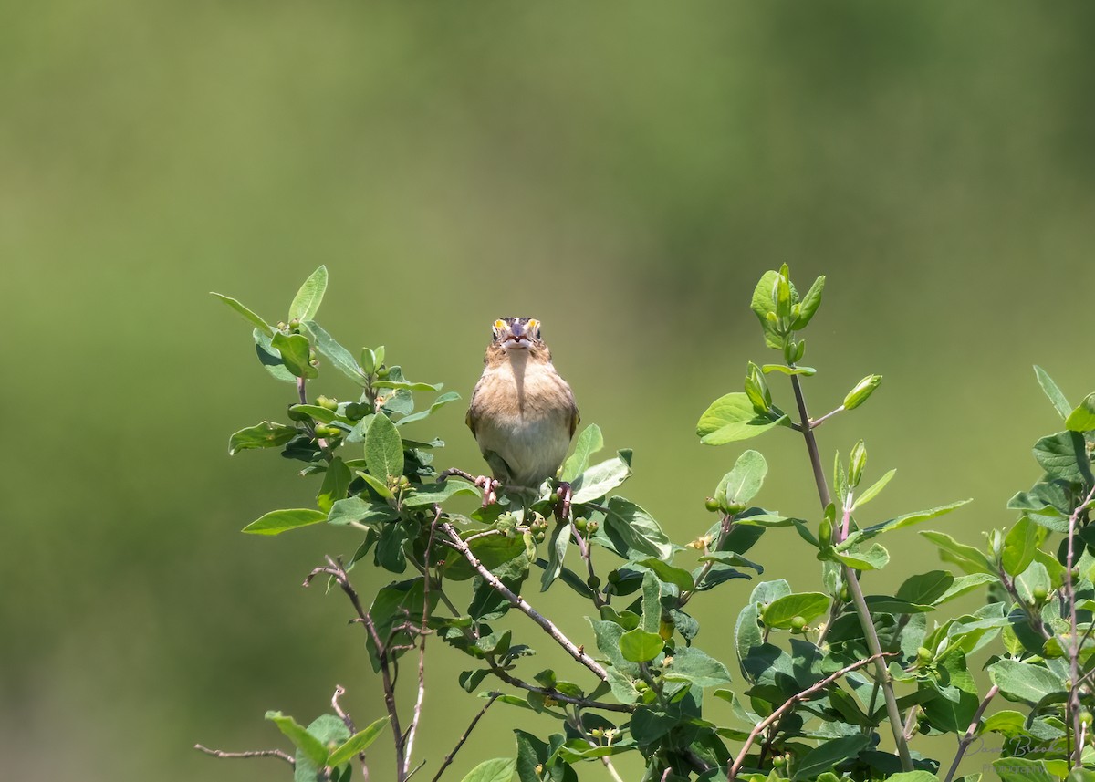 Grasshopper Sparrow - ML455865071