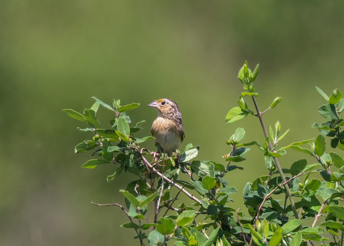 Grasshopper Sparrow - ML455865091