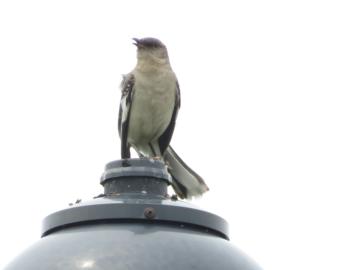 Northern Mockingbird - Nick Dawson