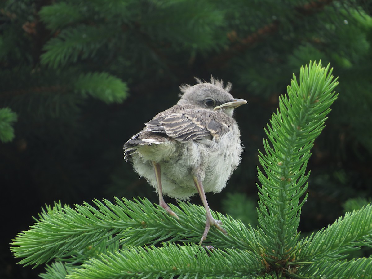 Northern Mockingbird - ML455865411