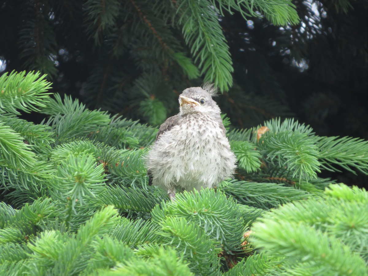 Northern Mockingbird - Nick Dawson