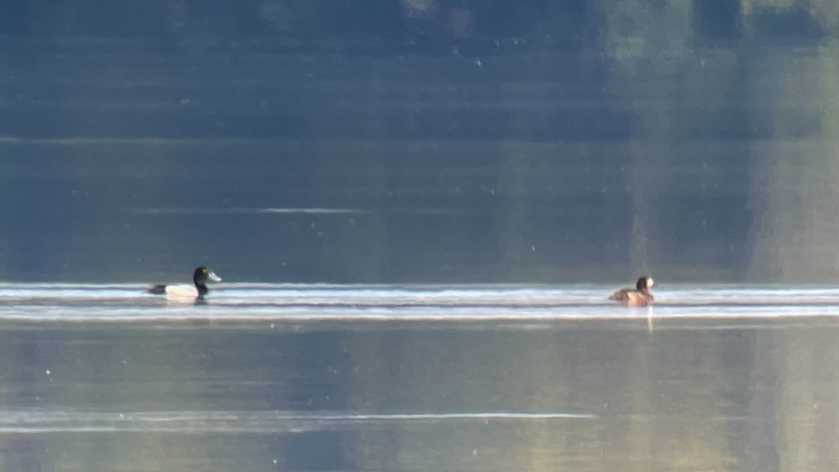 Greater Scaup - Louis Bevier