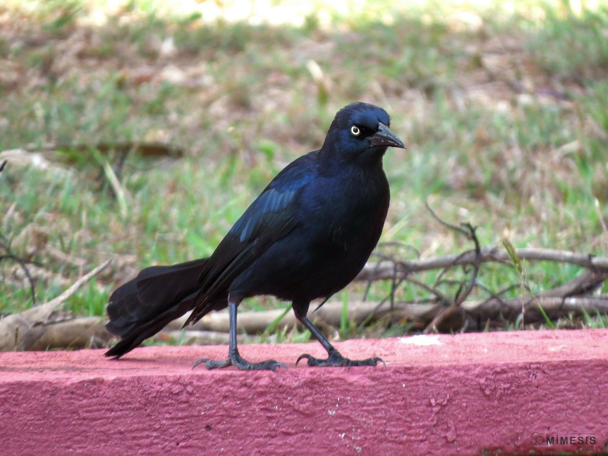 Greater Antillean Grackle - ML455866681