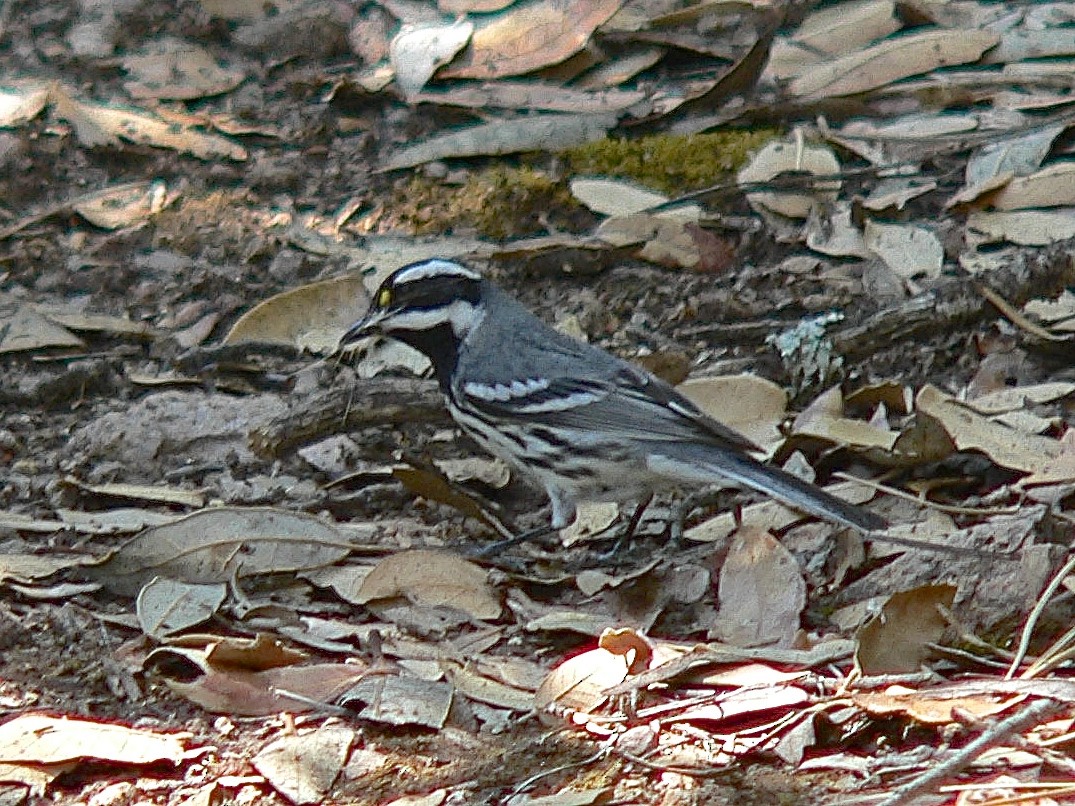 Black-throated Gray Warbler - ML455869451