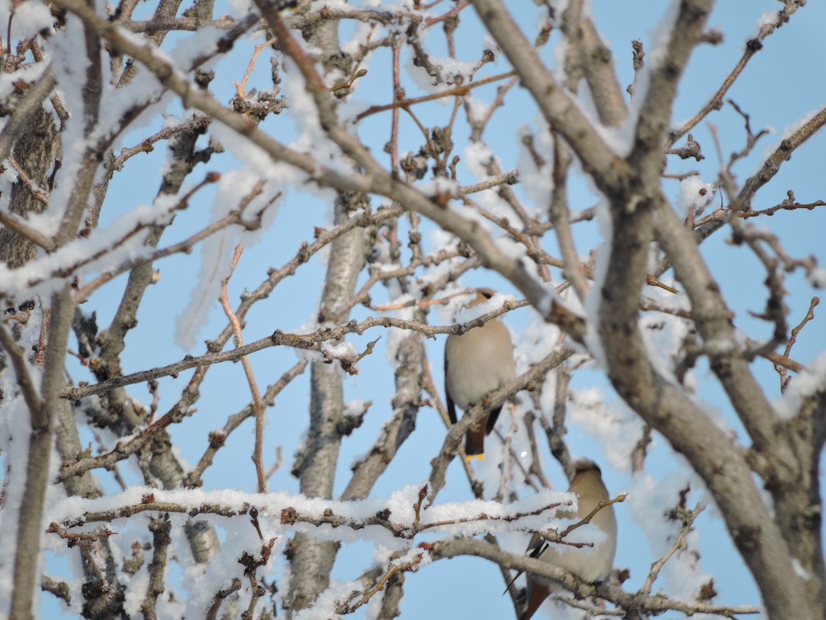 Bohemian Waxwing - ML45586961