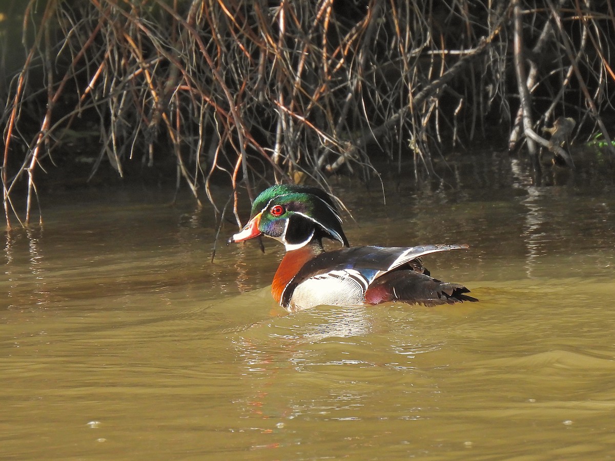 Wood Duck - ML455870141