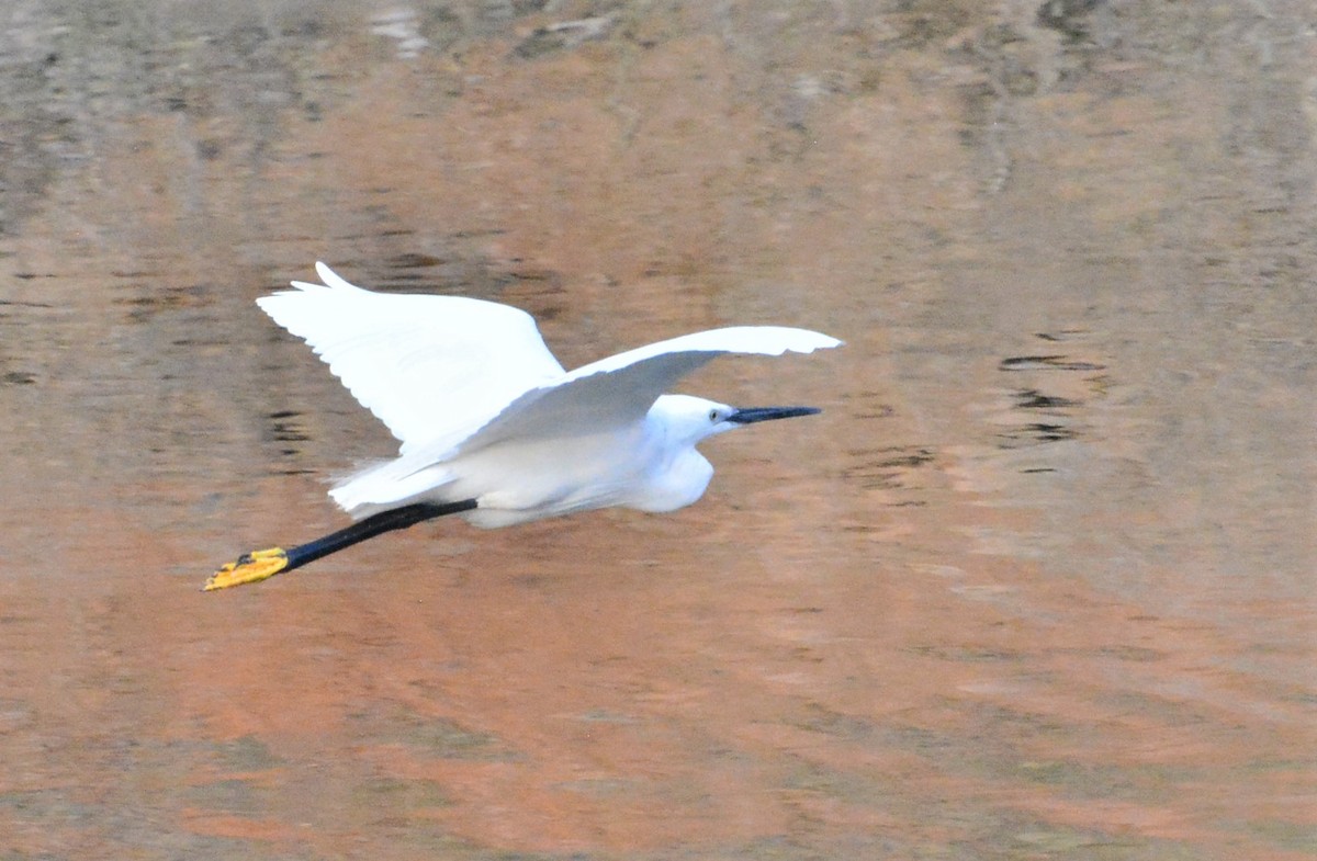 Little Egret - ML455870241