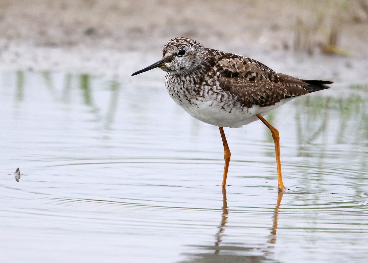 Lesser Yellowlegs - Bruce Arnold