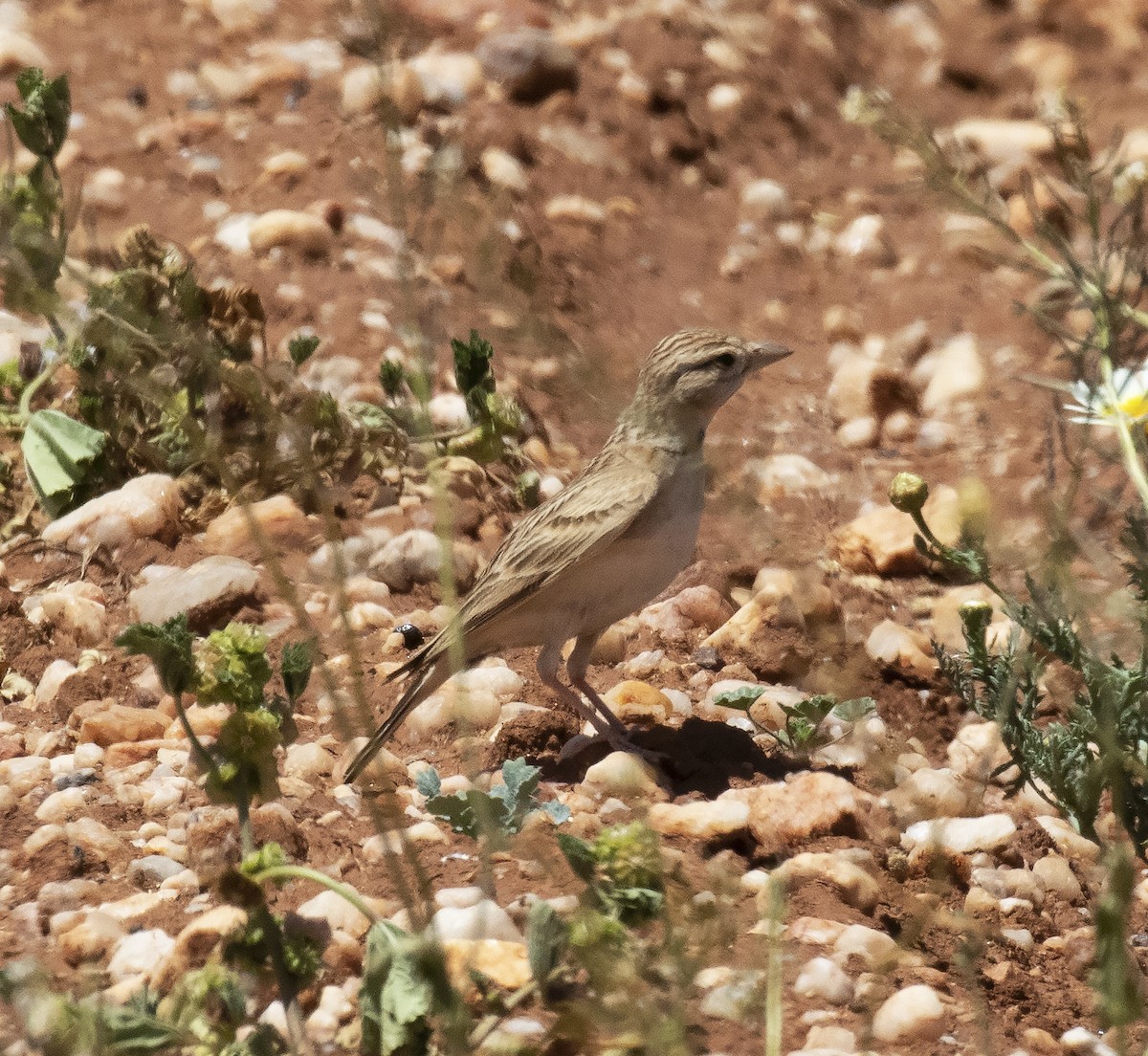 Greater Short-toed Lark - ML455871491