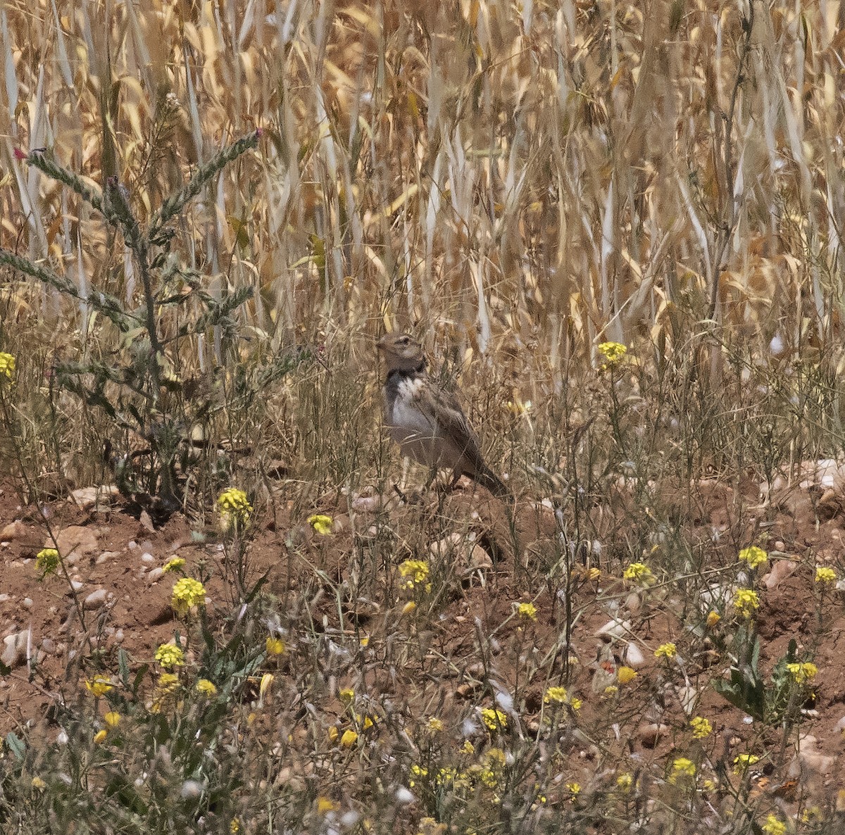 Boğmaklı Toygar - ML455871591