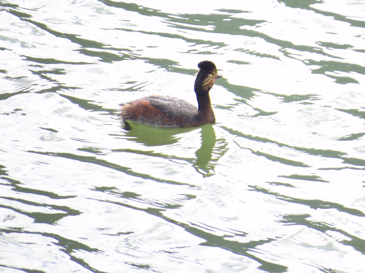 Eared Grebe - Chris Dale