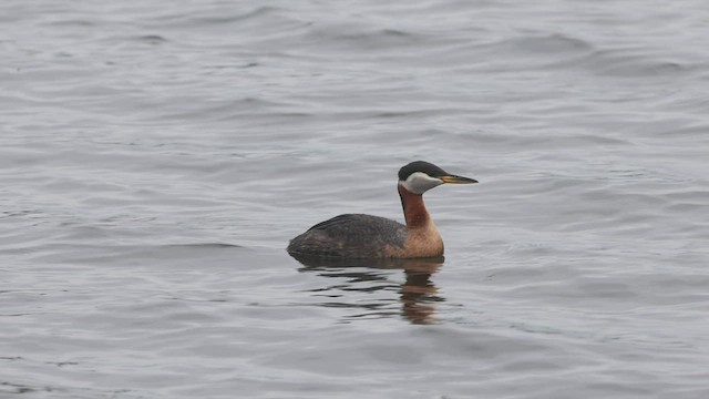 Red-necked Grebe - ML455872221