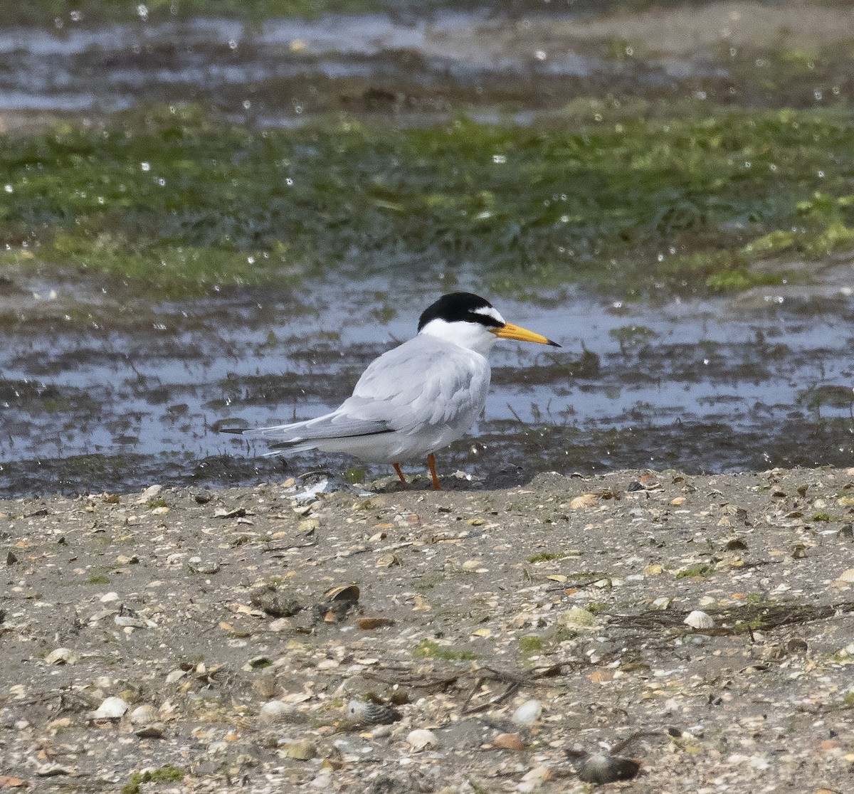 Little Tern - ML455872291