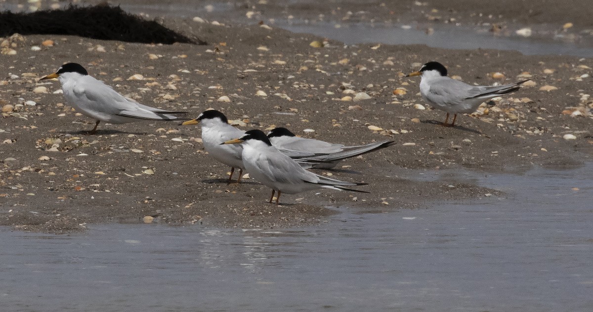 Little Tern - ML455873911