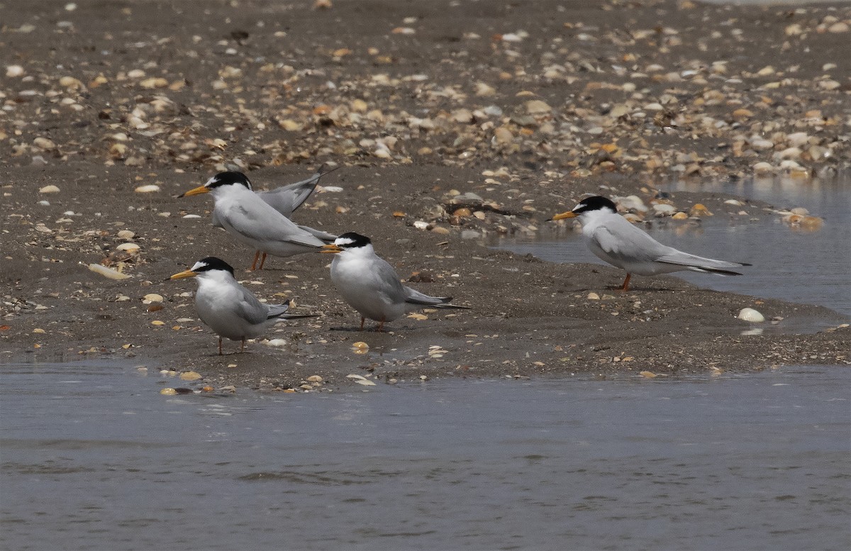 Little Tern - ML455873961