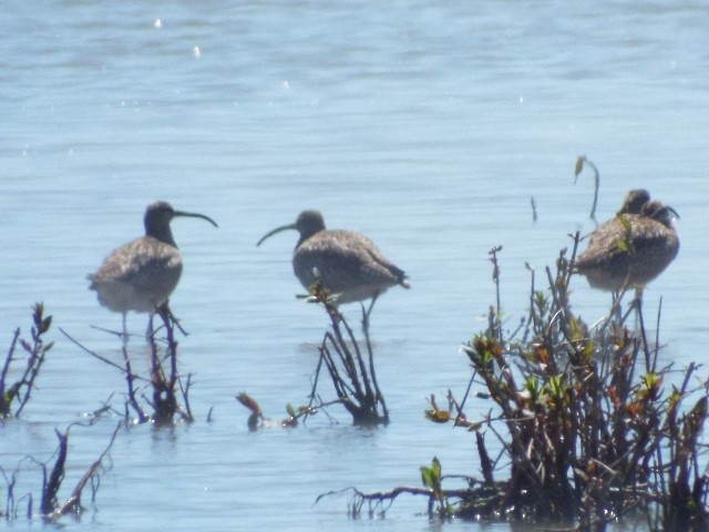 Hudsonian Whimbrel - ML455874151