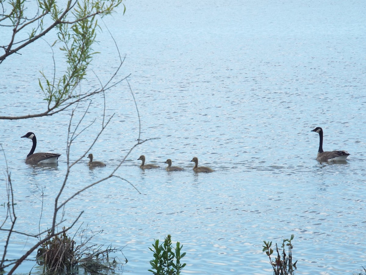 Canada Goose - ML455874241