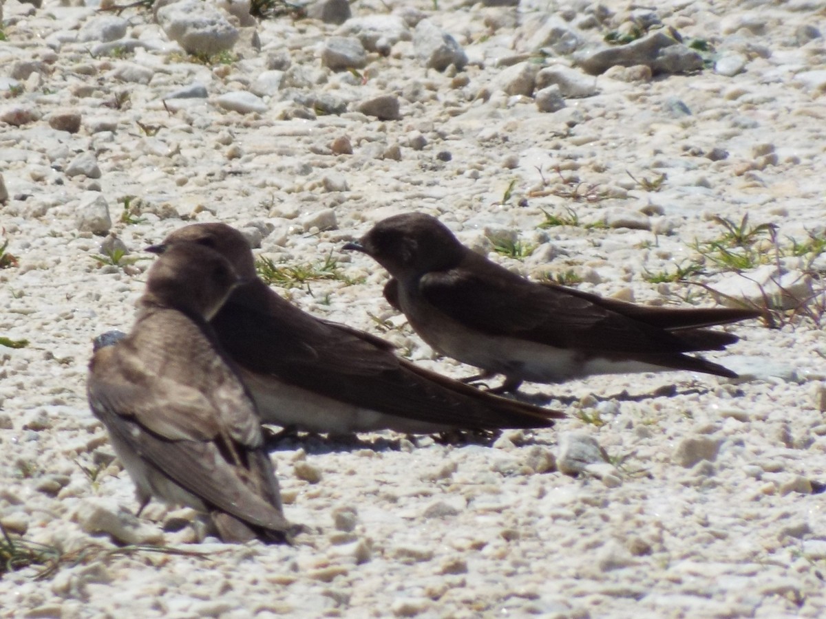 Northern Rough-winged Swallow - ML455874341