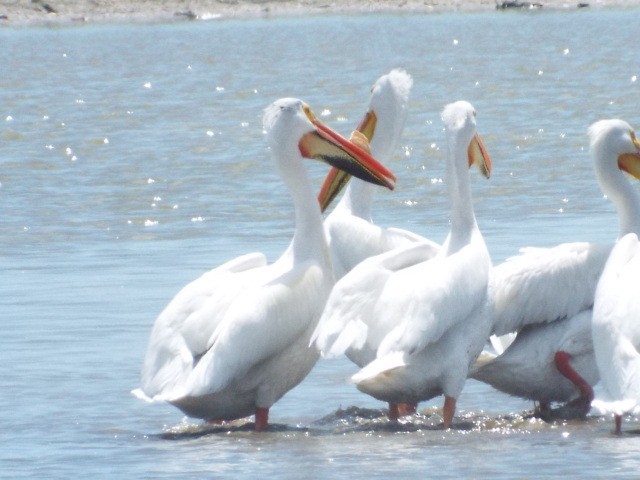 American White Pelican - ML455874421