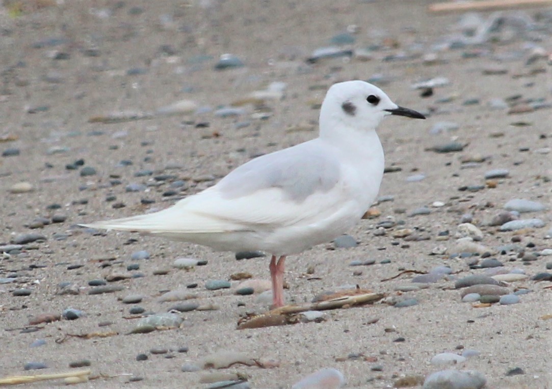 Bonaparte's Gull - Steve Charbonneau