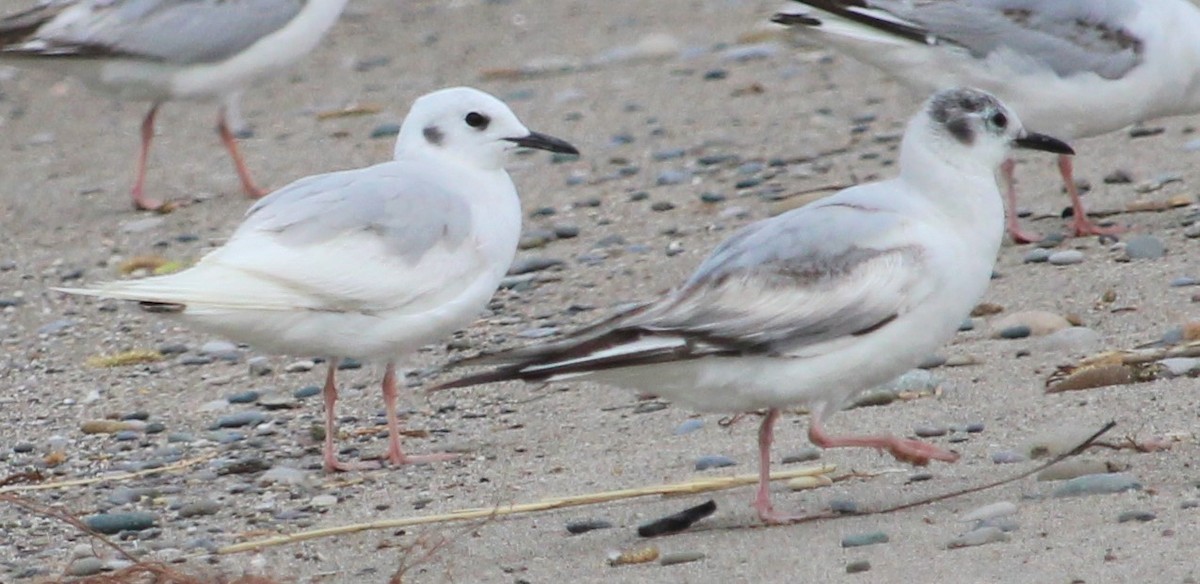 Mouette de Bonaparte - ML455874881