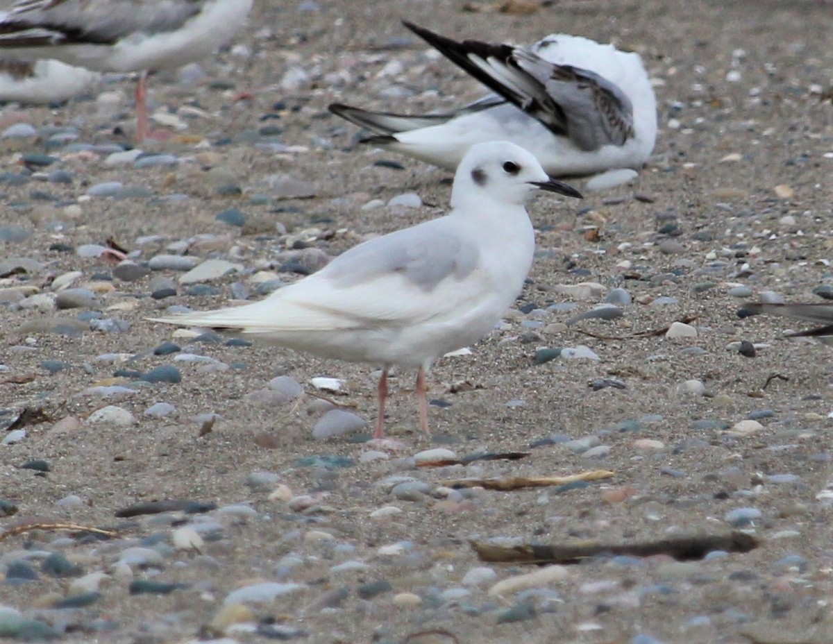 Bonaparte's Gull - ML455874981