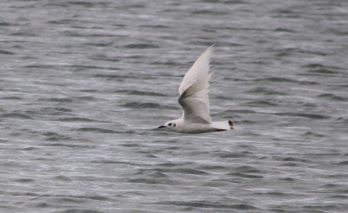 Bonaparte's Gull - ML455875411