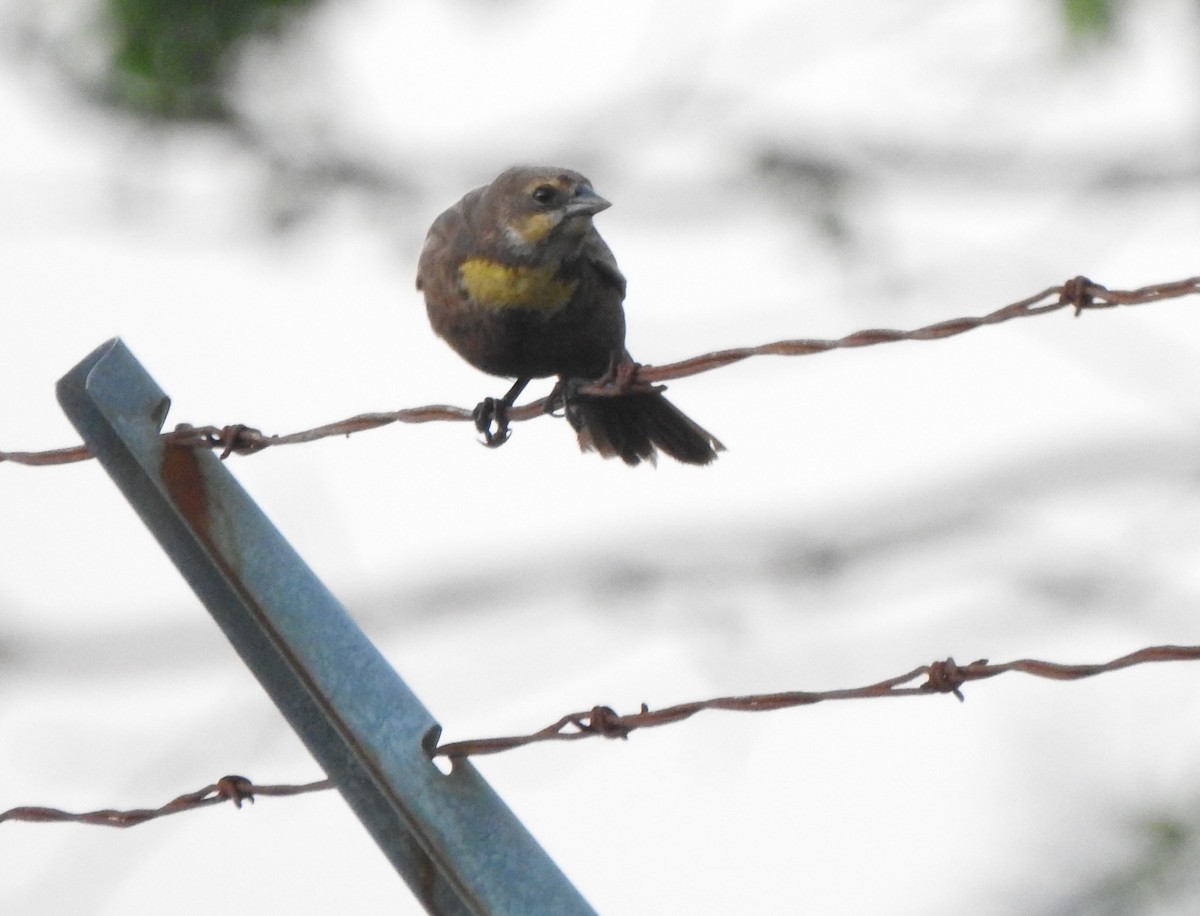 Yellow-headed Blackbird - ML455876421