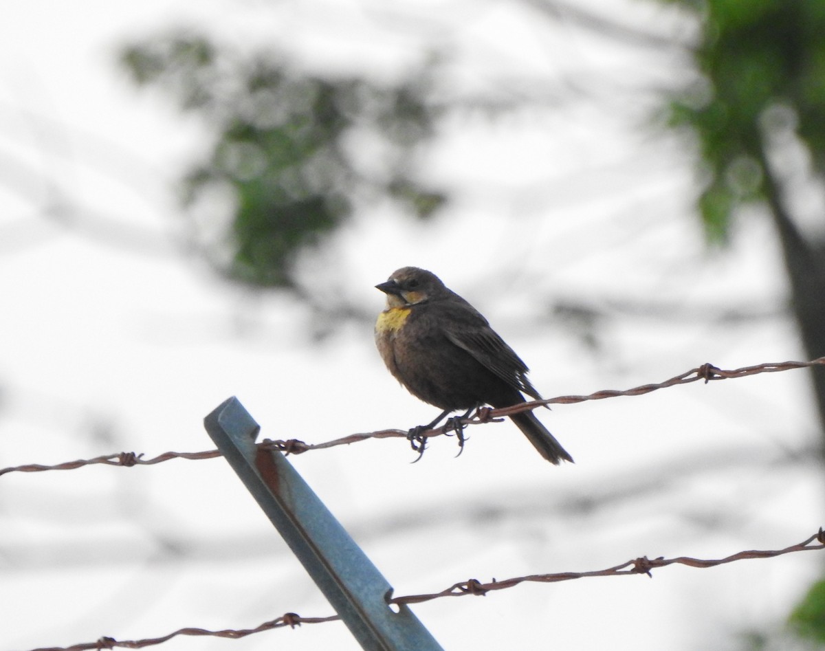 Yellow-headed Blackbird - ML455876451