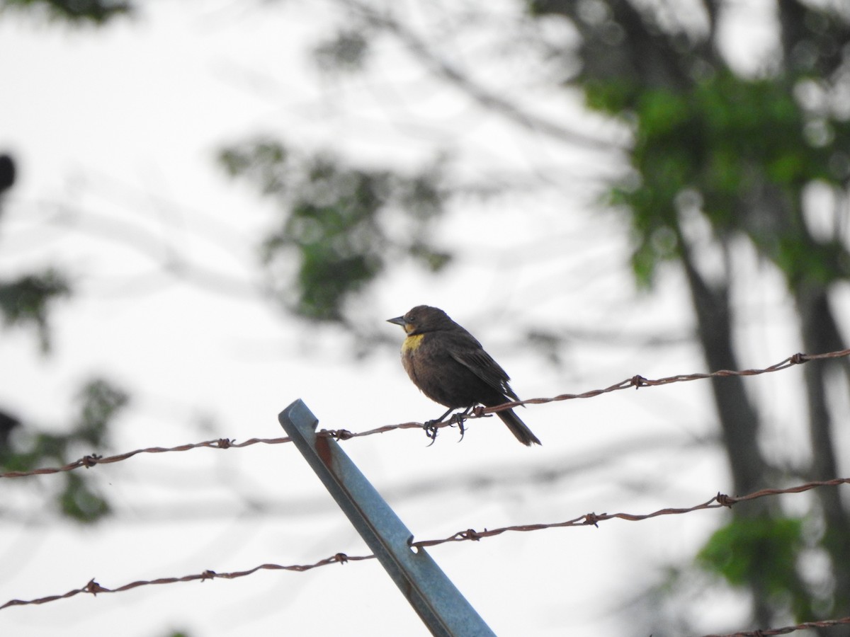 Yellow-headed Blackbird - ML455876501