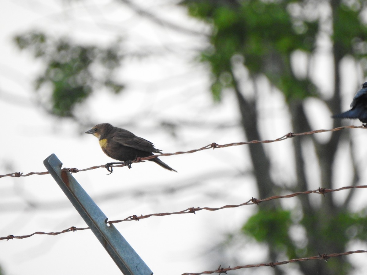 Yellow-headed Blackbird - ML455876551