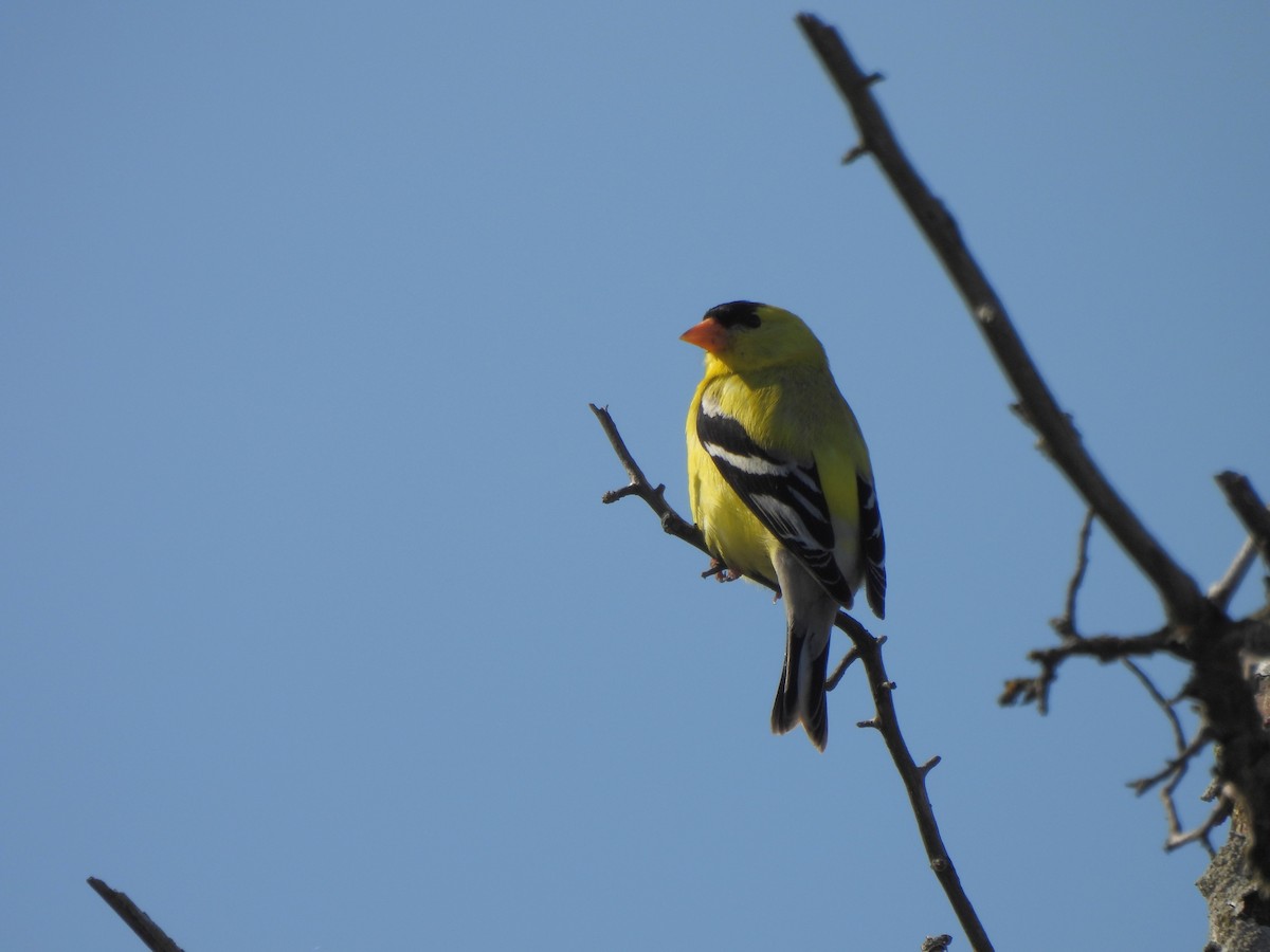 American Goldfinch - ML455877041