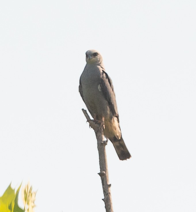 Mississippi Kite - ML455877871