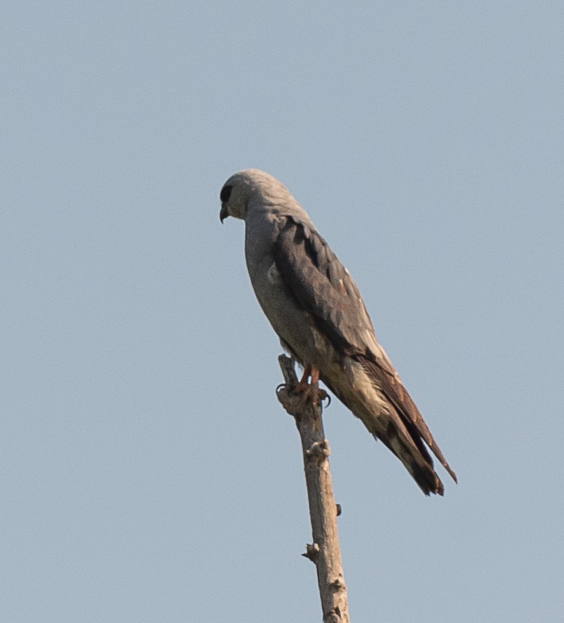 Mississippi Kite - ML455877891