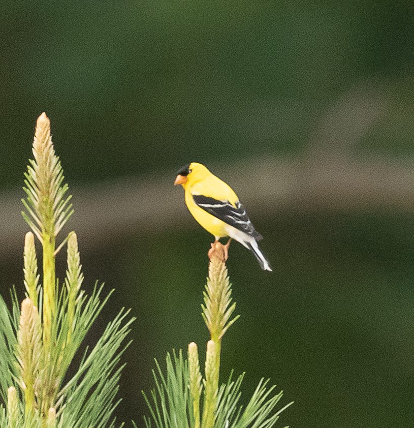 American Goldfinch - ML455878141