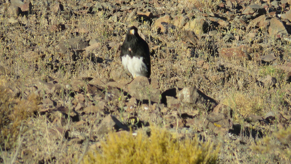 Mountain Caracara - ML455878491