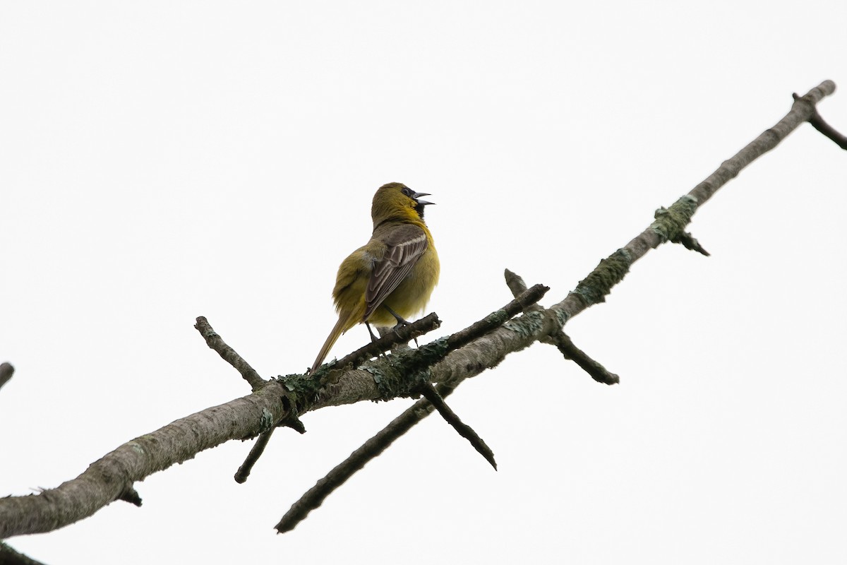 Orchard Oriole - ML455878681