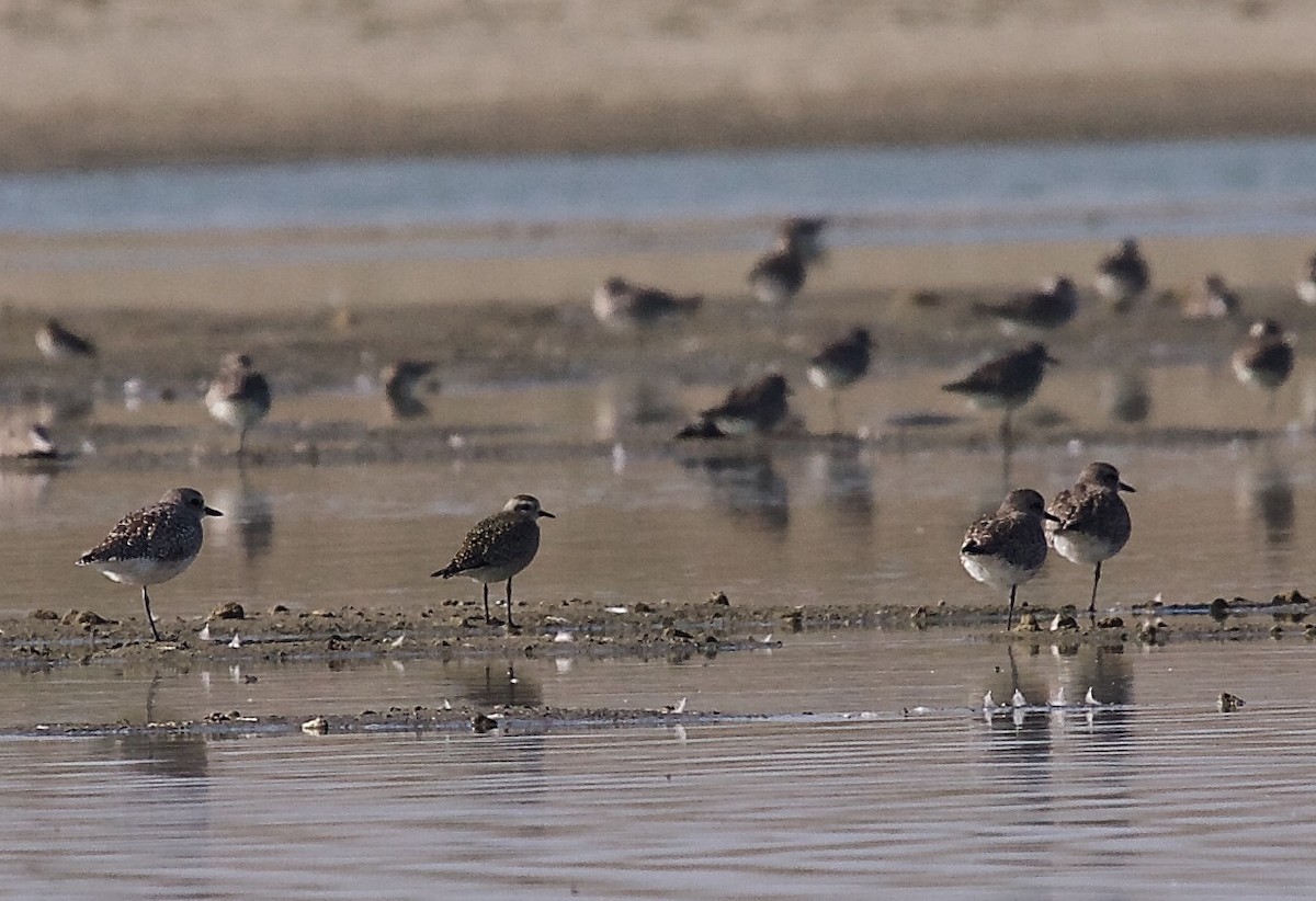 American Golden-Plover - Matt Brady