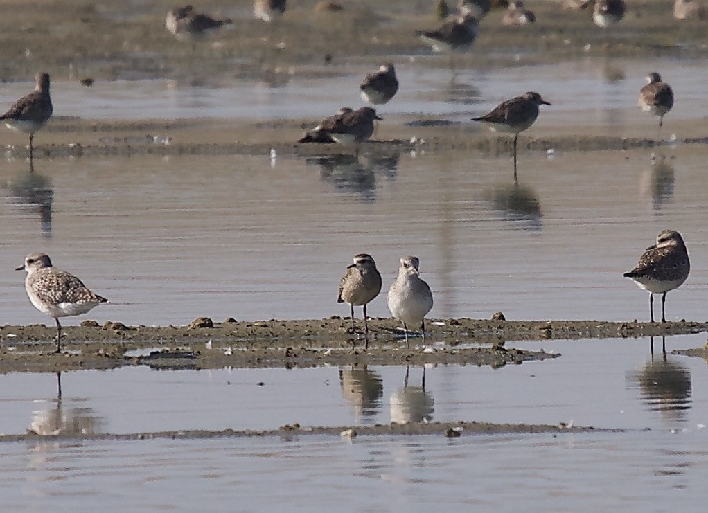 American Golden-Plover - ML45587941